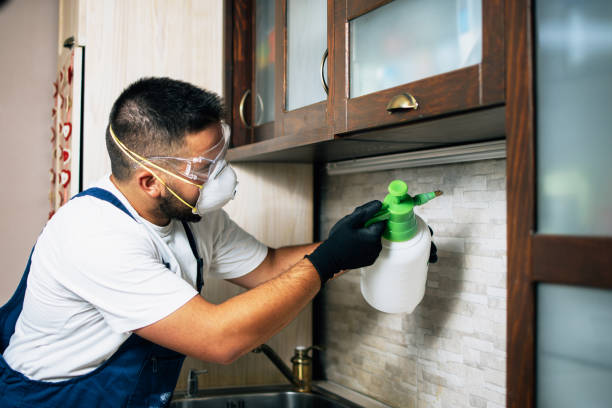 Best Rat Extermination Near Me  in Cutlerville, MI
