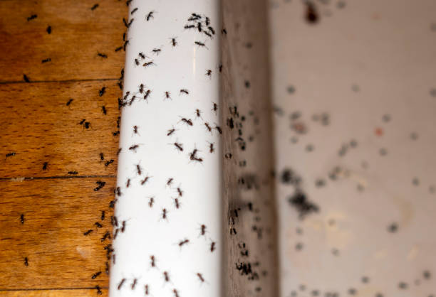 Best Cockroach Control Services  in Cutlerville, MI