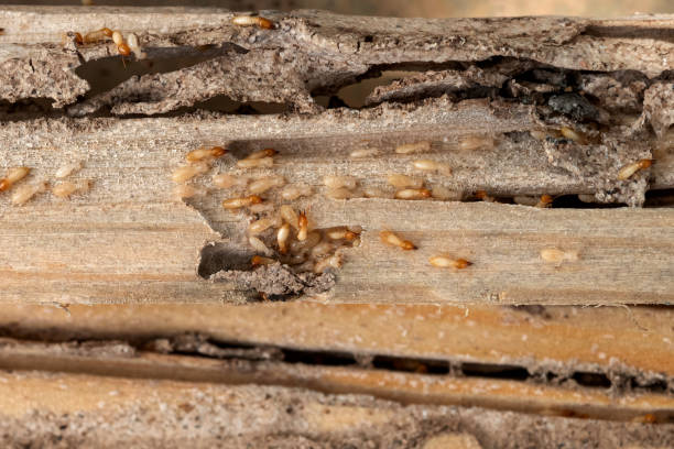 Pest Control Cost in Cutlerville, MI