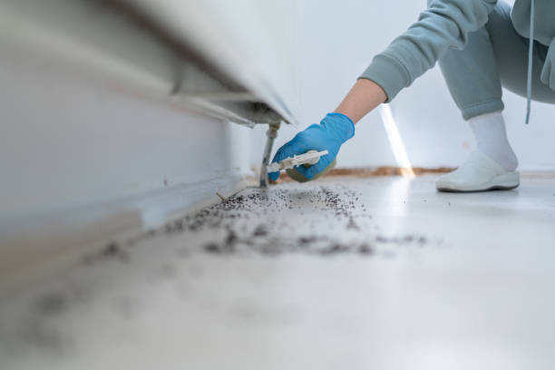 Best Pest Control Near Me in Cutlerville, MI